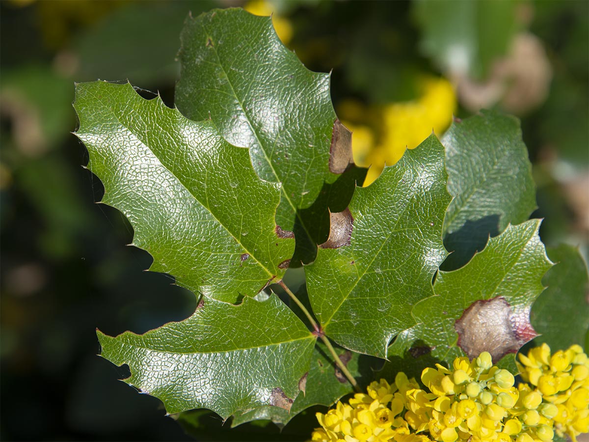 Mahonia aquifolium